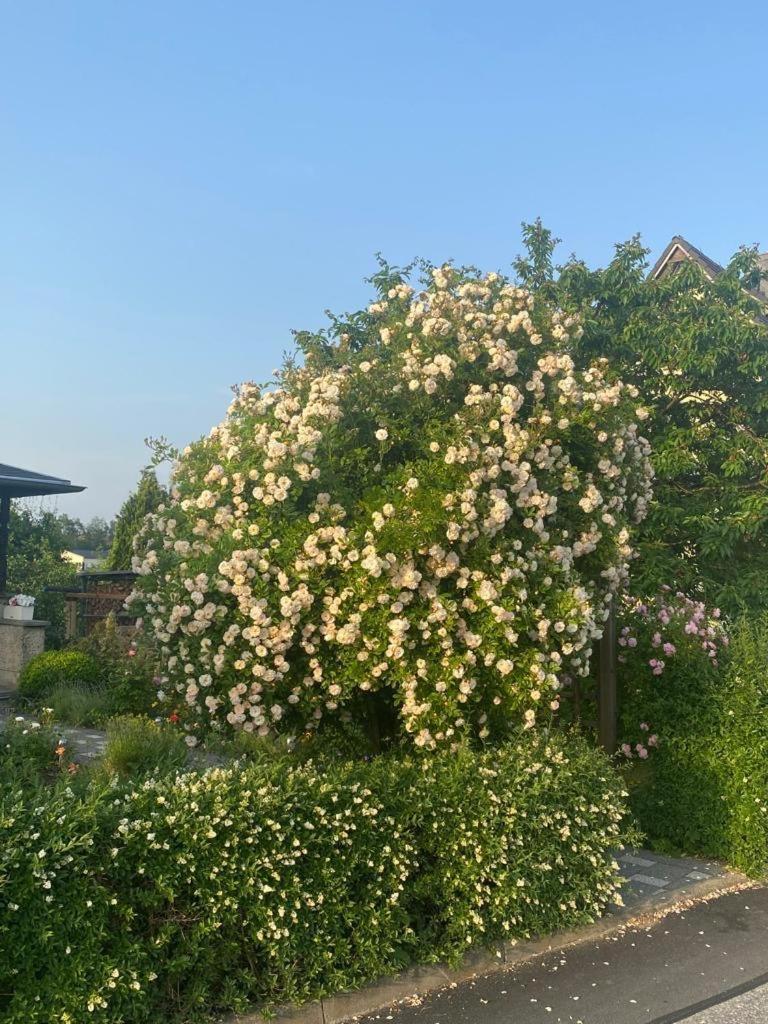 Ferienwohnung Hinterhermsdorf Glaser Sebnitz Zewnętrze zdjęcie